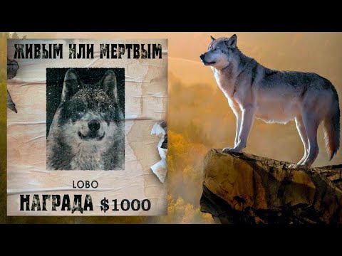 Видео: Самый умный и хитрый волк, люди называли его Королем долины...