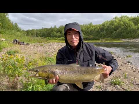 Видео: Рыбалка на сёмгу - Северный Тиман, р. Волонга, 2021 год   Salmon fishing - Volonga river, 2021