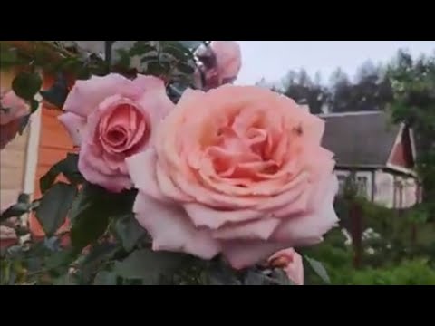 Видео: Роза Барок (rose Barok)