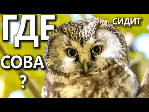 Видео: Как найти сову?