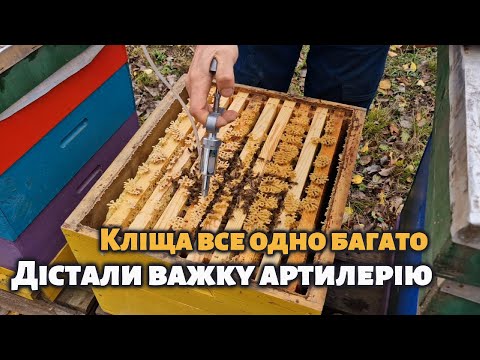 Видео: Останні дні, коли можна знищити кліща Вароа