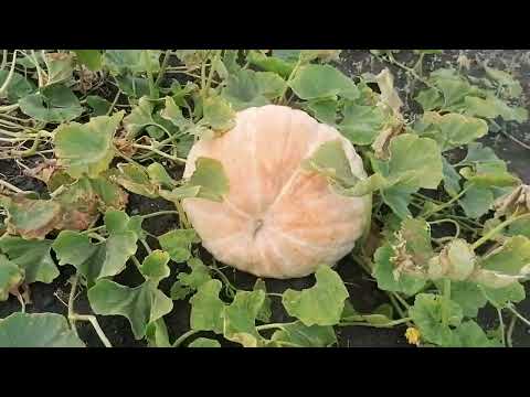 Видео: 20 сентября 2024 г.