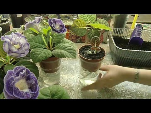 Видео: 🌼Глоксинии на ФИТИЛЬНОМ ПОЛИВЕ !!! КРАСОТА !!!! 🌼 🌱How to grow gloxinia part №17