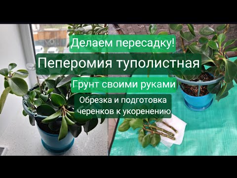 Видео: Пересаживаем пеперомию туполистную, обрезаем и готовим черенки 03.04.2025г. Peperomia obtusifolia