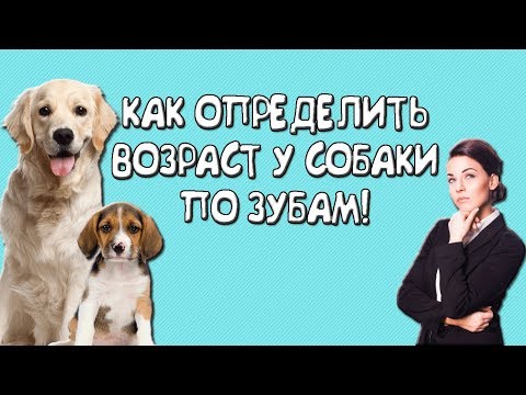 Видео: Как определить возраст собаки по зубам!