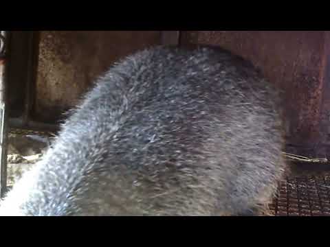 Видео: как ПРАВИЛЬНО высчитать дату половой охоты у половозрелых самок!?(практика разведения нутрий)№4