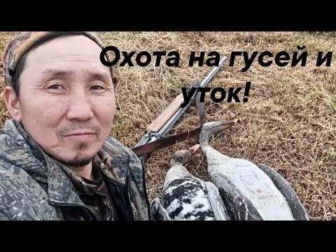 Видео: Охота на гусей! Хаас бултааhын. Осень 2025г.