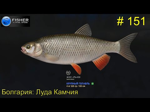 Видео: #151 Болгария:Луда Камчия ч.16 Путь к серебру: вылов крупного голавля. Прохождение Fisher Online