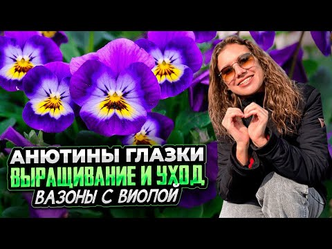 Видео: АНЮТИНЫ ГЛАЗКИ ВЫРАЩИВАНИЕ И УХОД | Как сформировать вазоны с виолой | Съедобные цветы в блюдах