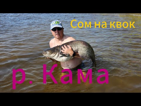 Видео: Сом на квок, р  Кама.