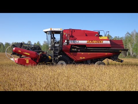 Видео: Палессе GS812 первый день//обмолот гороха напрямую