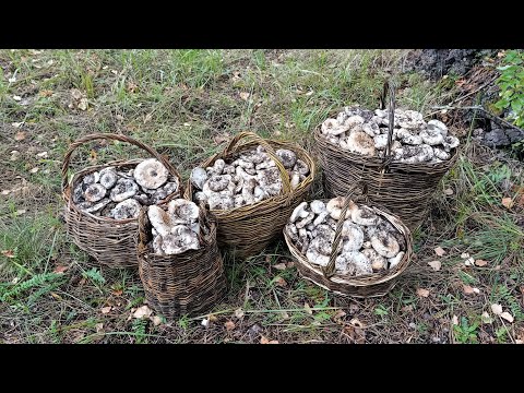Видео: ЗАШЕЛ В СОСНОВЫЙ ЛЕС. СОБРАЛ ПОЛНЫЕ КОРЗИНЫ ГРИБОВ.