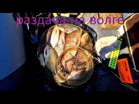 Видео: Попал на раздачу белой рыбы на верхней Волге