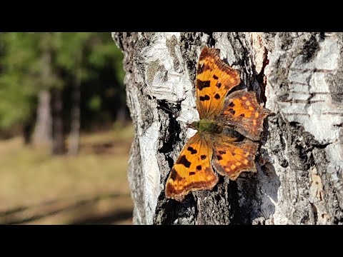 Видео: ОСЕНЬ НА ЧУСОВОЙ/ ПОХОД ПО БЕРЕГАМ РЕКИ