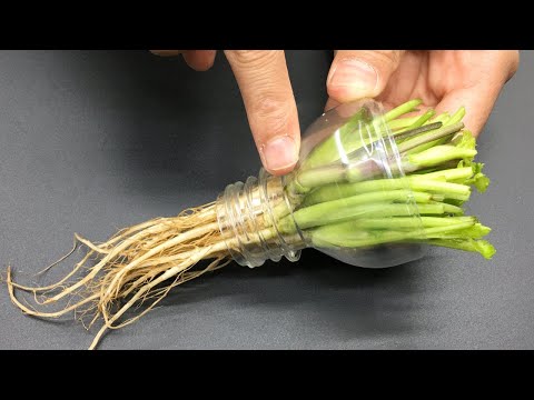 Видео: Выращивайте кинзу как профессионал, чтобы наслаждаться ею круглый год и не тратить много денег!