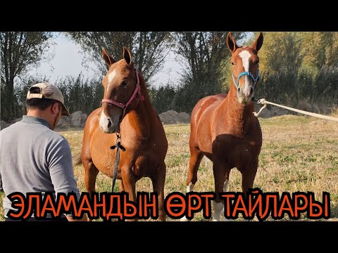 Видео: КЕЛИШКЕН ӨРТ ТАЙЛАР ЭЛАМАНДАН🔥17 октября 2025 г.