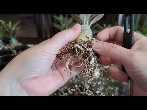 Видео: Адениумы. Развитие и корневая система в 4 месяца. Домашний формат. Часть 1