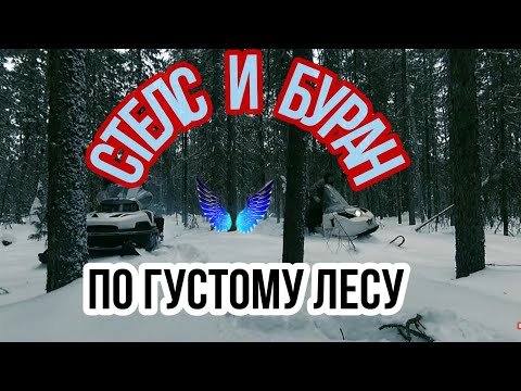 Видео: Снегоход Буран и Стелс Викинг едут по густому лесу.