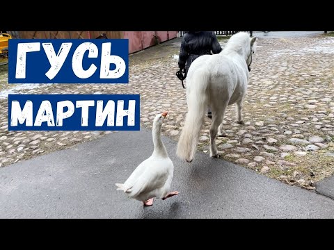 Видео: Коломенский гусь Мартин. Один день из жизни гуся
