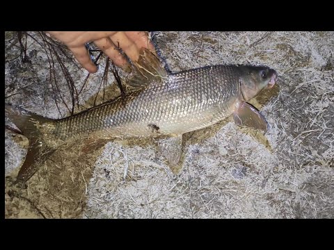 Видео: Мохигирии бехтарин Усач, Сазан, Сом, Селёдка //Рыбалка в Таджикистан//