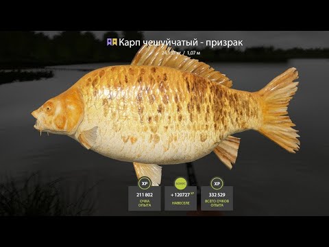 Видео: 🐠ПРОВЕРЯЕМ ЯНТАРКУ В ПОВЫШЕННУЮ ТЕМПЕРАТУРУ И НА АХТУБУ ЗА ЛЯМУРОМ🐬 РОЗЫГРЫШИ РУЛЕТОК🐾