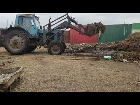 Видео: вывоз навоза на мтз 80.  1 рейс пробный.
