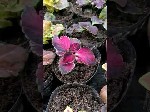 Видео: Мои сеянцы колеусов.