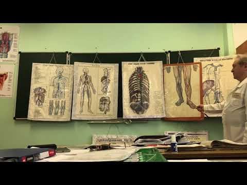 Видео: Венозная система (часть 3)