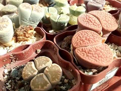 Видео: Первый полив литопсов после  летнего отдыха.