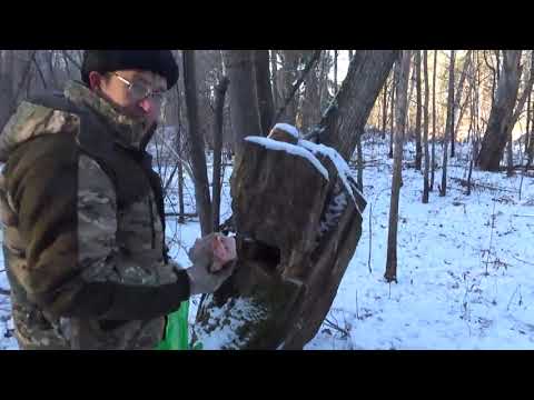 Видео: Продолжаю ставить капканы на куницу.