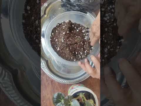 Видео: Бегония гулини кайта экиш #uybekasi