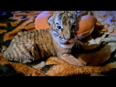 Видео: Тигрята почти открыли глаза/cubs open their eyes for the first time lll 5 выпуск