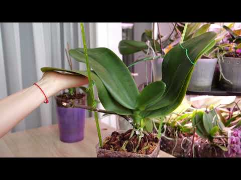 Видео: ЧТО И ТРЕБОВАЛОСЬ ДОКАЗАТЬ! НЕТ НИЧЕГО ЛУЧШЕ!