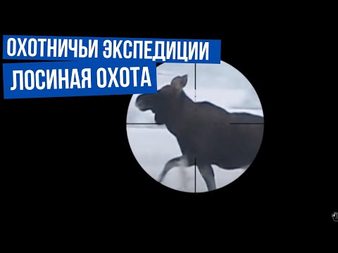 Видео: Лосиная охота \ Охотничьи экспедиции. Сезон 1.