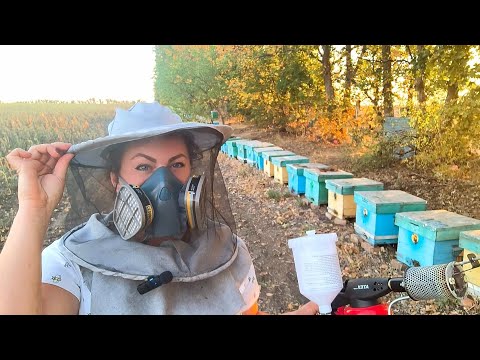 Видео: Обробка бджіл дим гарматою.Захист органів дихання. Розрахунок,дозування,строки,наочна ефективність
