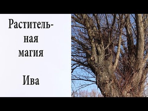 Видео: Растительная магия  Ива