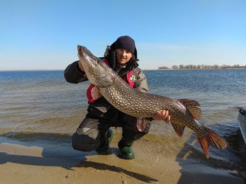 Видео: 13 кг щука. Ловля трофейной щуки. Щука клюет на троллинг. Трофейная щука. Fishing trolling.