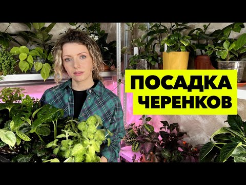 Видео: Посадка черенков комнатных растений