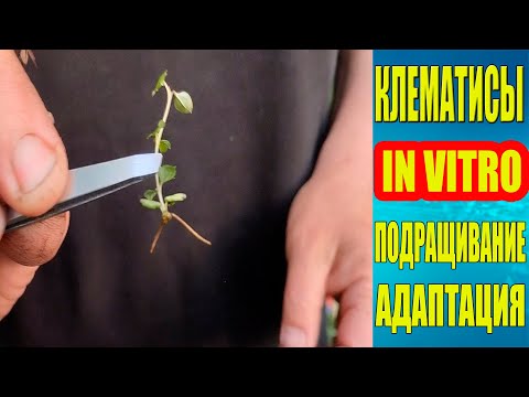 Видео: Клематисы IN VITRO. Подращивание. Адаптация.