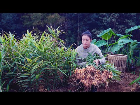 Видео: От имбиря до имбирных конфет! Процесс занимает один год!