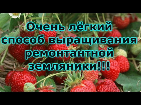 Видео: ВЫРАЩИВАНИЕ ЗЕМЛЯНИКИ СЕМЕНАМИ-ОТ ПОСЕВА ДО ПИКИРОВКИ РАССАДЫ!