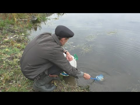 Видео: Карпы в бесхозном пруду: секретный эксперимент, 23 серия