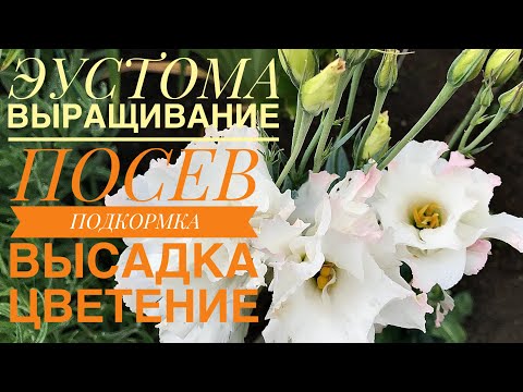 Видео: ЭУСТОМА ВЫРАЩИВАНИЕ (ПОСЕВ,ПОДКОРМКА,ВЫСАДКА,ЦВЕТЕНИЕ)