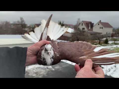 Видео: Голубиный питомник у Николая. 89155518441