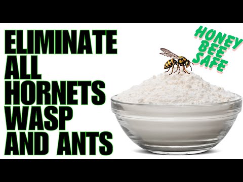 Видео: Самый безопасный способ уничтожить шершней и шершней-ос в вашем районе