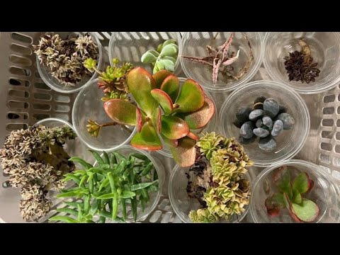 Видео: распаковка суккулентов от Георгия Аристова