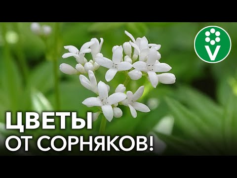 Видео: ЭТИ ЦВЕТЫ ЗАДАВЯТ САМЫЕ ЗЛОСТНЫЕ СОРНЯКИ НА УЧАСТКЕ!