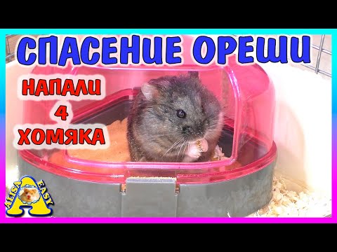 Видео: Осталось 4 хомяка / Что случилось с Орешей? / Спасение Хомяка / Alisa Easy Pets