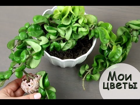 Видео: Все мои ЦВЕТЫ! Кто у нас живет?