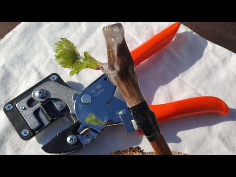 Видео: Настольная прививка винограда прививочным секатором в саженец и чубук.